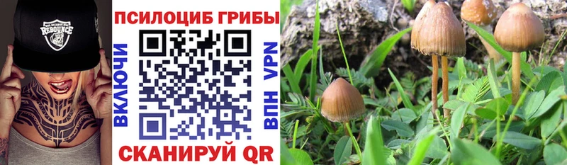 Галлюциногенные грибы GOLDEN TEACHER  купить наркоту  Новоалександровск 